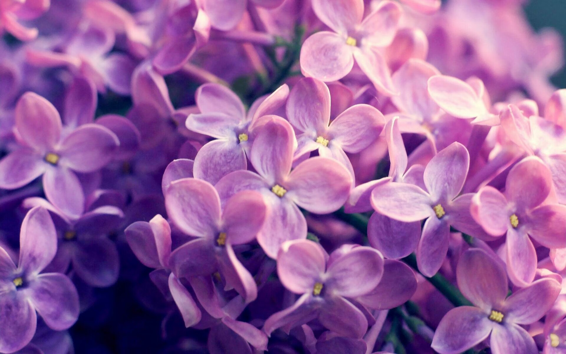 黄喜灿硬仗之王，当AC米兰的战术板遇上突尼斯的坚韧防线