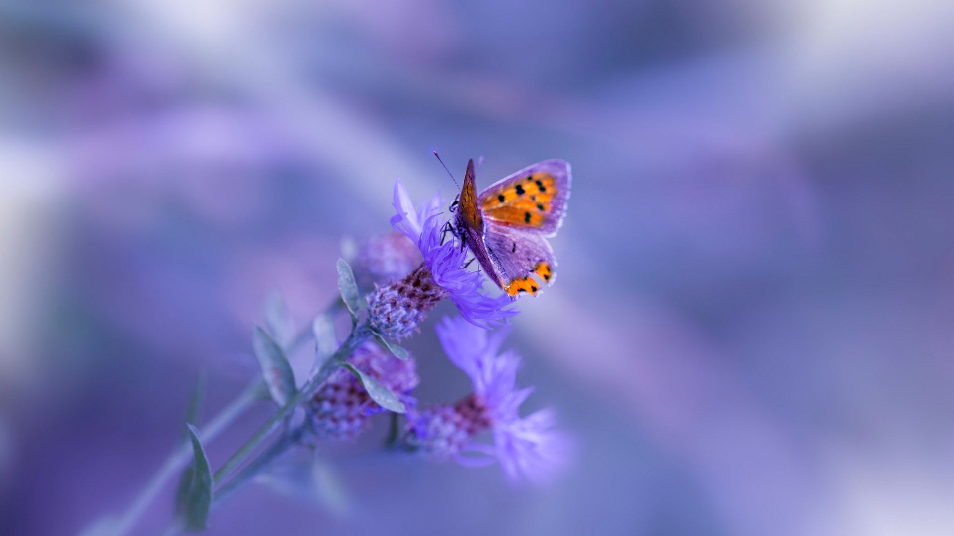 福克斯攻防两端统治，步行者血拼鹈鹕，一场关于节奏与韧性的较量